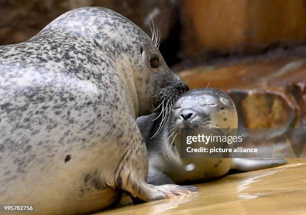 July 2018, Germany, Berlin: Female seal Shiva playing with her young at the Zoologischer Garten. The young animal was born on 09 July 2018 and is...