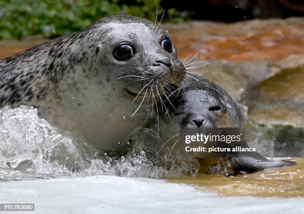 July 2018, Germany, Berlin: Female seal Shiva playing with her young at the Zoologischer Garten. The young animal was born on 09 July 2018 and is...