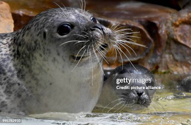 July 2018, Germany, Berlin: Female seal Shiva playing with her young at the Zoologischer Garten. The young animal was born on 09 July 2018 and is...