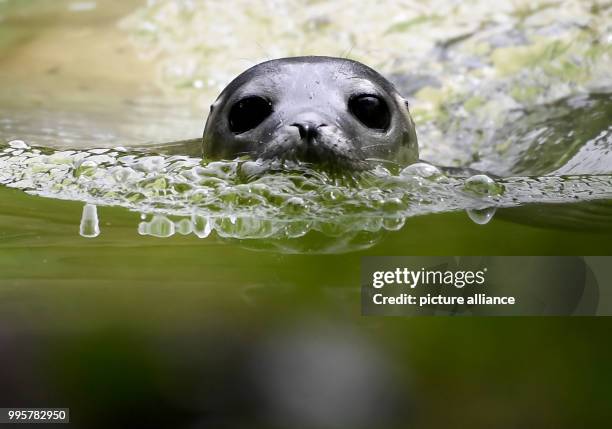 July 2018, Germany, Berlin: A young seal swimming through its pool at the Zoologischer Garten. The young animal was born on 09 July 2018 and is still...