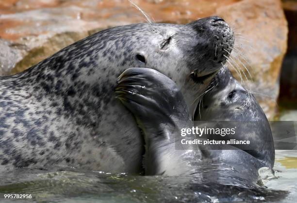 July 2018, Germany, Berlin: Female seal Shiva playing with her young at the Zoologischer Garten. The young animal was born on 09 July 2018 and is...