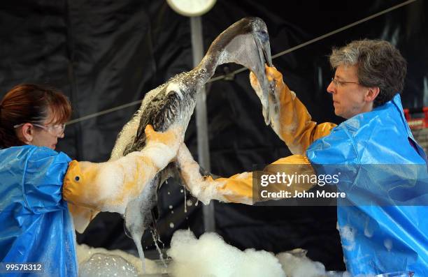 Veterinarian Heather Nevill , and fellow conservationist Danese Birtell clean an oil-covered brown pelican at the Fort Jackson Wildlife...