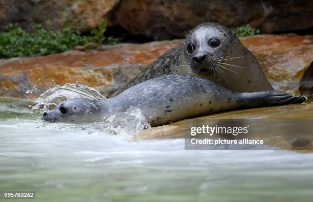 July 2018, Germany, Berlin: Female seal Shiva playing with her young at the Zoologischer Garten. The young animal was born on 09 July 2018 and is...