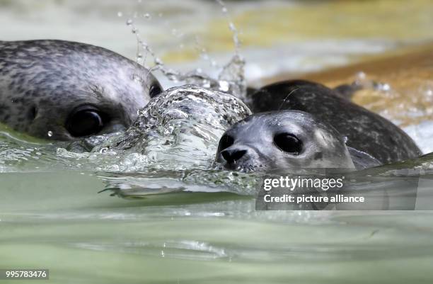 July 2018, Germany, Berlin: Female seal Shiva playing with her young at the Zoologischer Garten. The young animal was born on 09 July 2018 and is...