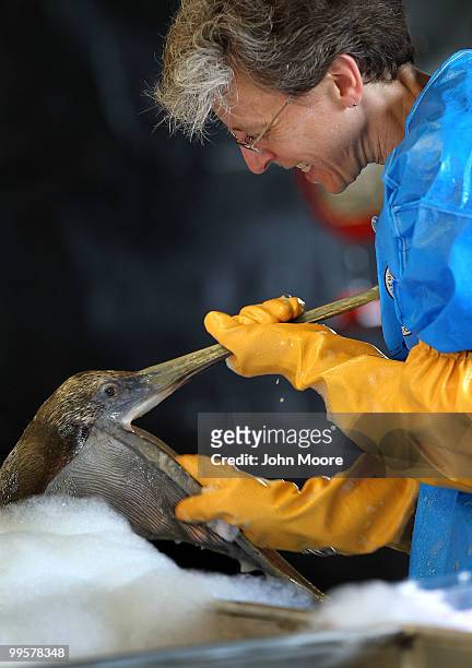 Veterinarian Heather Nevill cleans an oil-covered brown pelican at the Fort Jackson Wildlife Rehabilitation Center on May 15, 2010 in Buras,...
