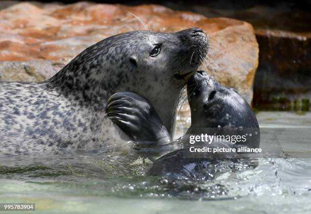 July 2018, Germany, Berlin: Female seal Shiva playing with her young at the Zoologischer Garten. The young animal was born on 09 July 2018 and is...