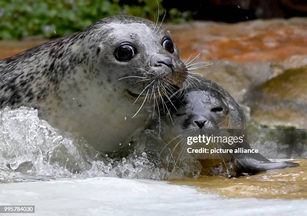 July 2018, Germany, Berlin: Female seal Shiva playing with her young at the Zoologischer Garten. The young animal was born on 09 July 2018 and is...