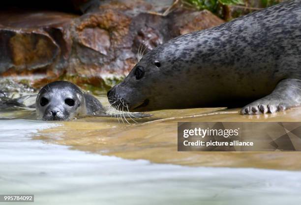 July 2018, Germany, Berlin: Female seal Shiva playing with her young at the Zoologischer Garten. The young animal was born on 09 July 2018 and is...