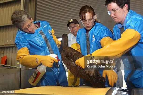 Secretary of the Interior Ken Salazar watches as veterinarians clean an oil-covered brown pelican at the Fort Jackson Wildlife Rehabilitation Center...