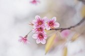 Pink blossom sakura