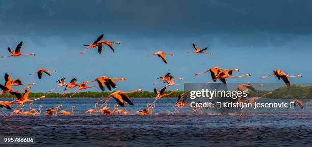 río lagartos,mexico - río stock pictures, royalty-free photos & images