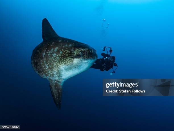 bfg - sunfish stock pictures, royalty-free photos & images