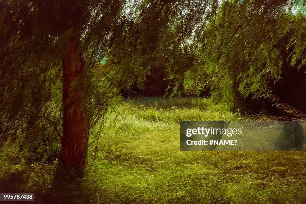 almohada verde (green pillow) - almohada stock pictures, royalty-free photos & images