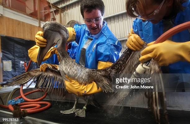 Veterinarians clean an oil-covered brown pelican at the Fort Jackson Wildlife Rehabilitation Center on May 15, 2010 in Buras, Louisiana. The bird was...