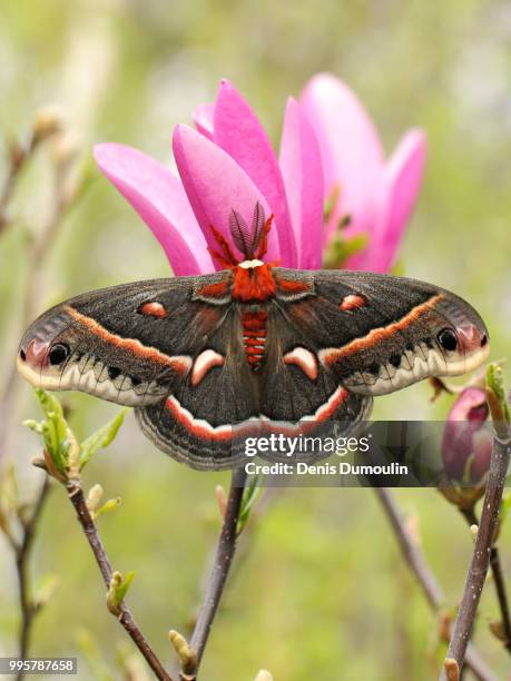 papillon fleur. - papillon stock pictures, royalty-free photos & images