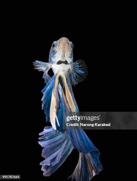 fighting fish - fighting fish stock pictures, royalty-free photos & images
