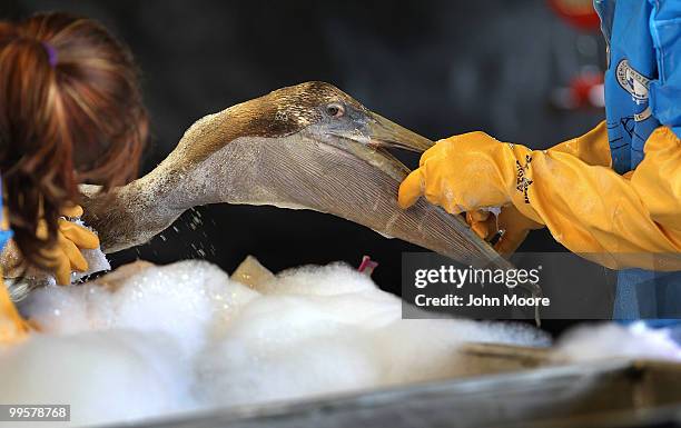 Veterinarians clean an oil-covered brown pelican at the Fort Jackson Wildlife Rehabilitation Center on May 15, 2010 in Buras, Louisiana. The bird was...