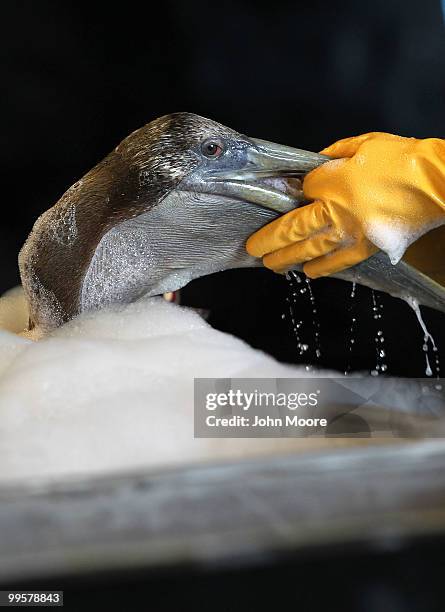 Veterinarians clean an oil-covered brown pelican at the Fort Jackson Wildlife Rehabilitation Center on May 15, 2010 in Buras, Louisiana. The bird was...