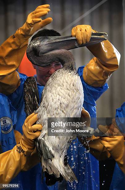 Veterinarians finish cleaning oil from a brown pelican at the Fort Jackson Wildlife Rehabilitation Center on May 15, 2010 in Buras, Louisiana. The...