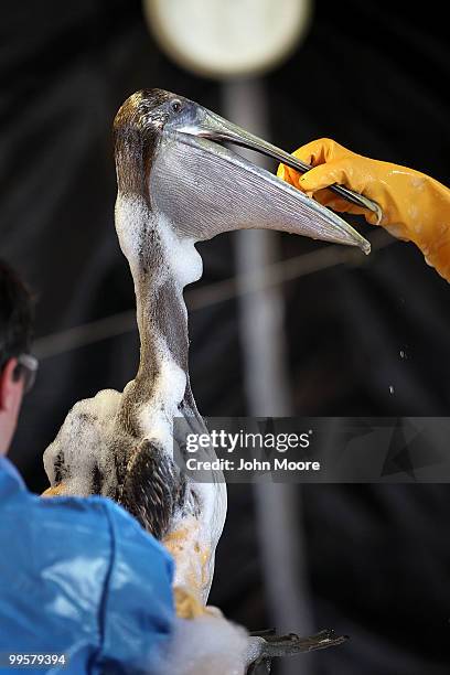 Veterinarians clean an oil-covered brown pelican at the Fort Jackson Wildlife Rehabilitation Center on May 15, 2010 in Buras, Louisiana. The bird was...