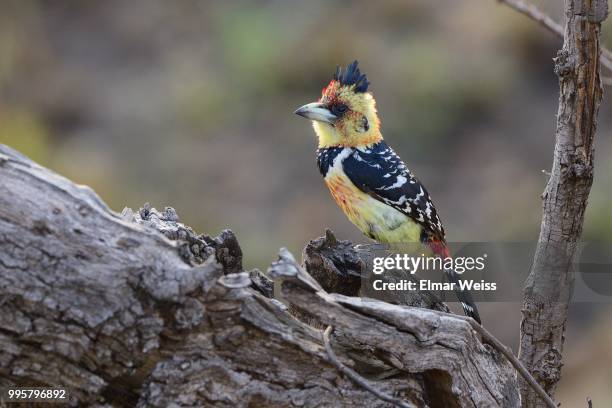 crested barbet - barbet photos et images de collection