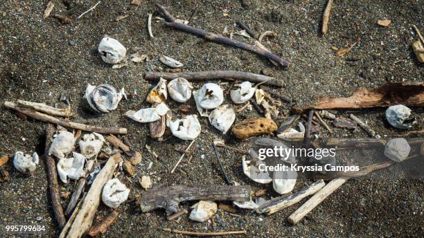 turtle egg shells on the beach- costa rica - turtles nest stock pictures, royalty-free photos & images