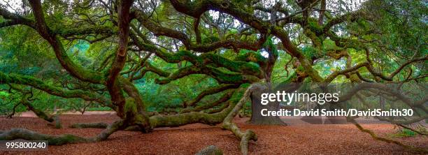 old live oak in the south - groenblijvende eik stockfoto's en -beelden