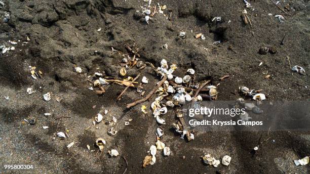 turtle egg shells on the beach- costa rica - oeuf de tortue photos et images de collection