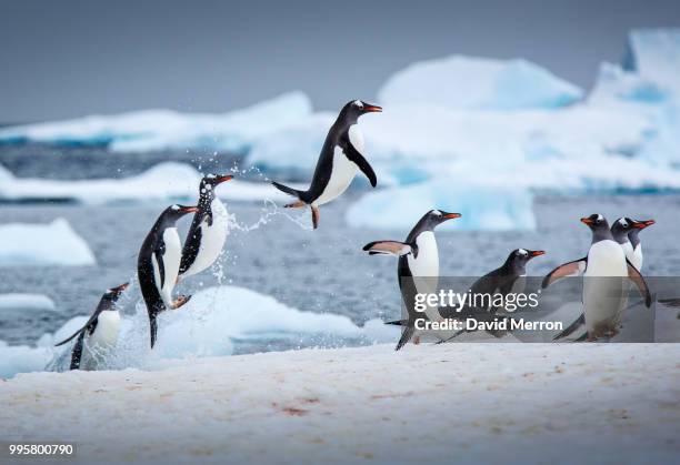 penguins jumping out of the water. - wilde dieren stockfoto's en -beelden