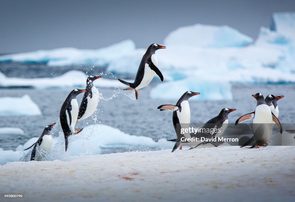 Penguins jumping out of the water.