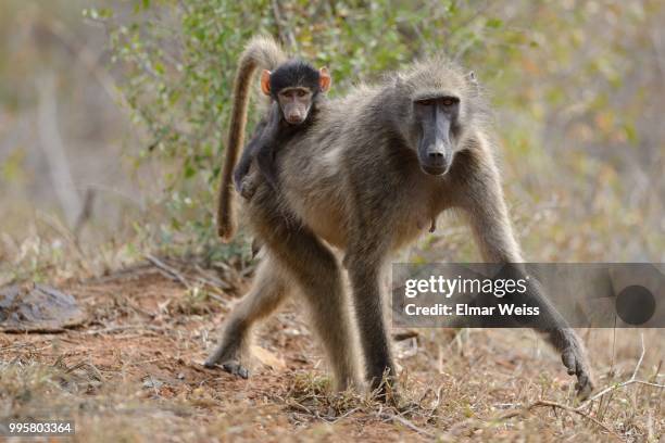 baboons - chacma baboon 個照片及圖片檔