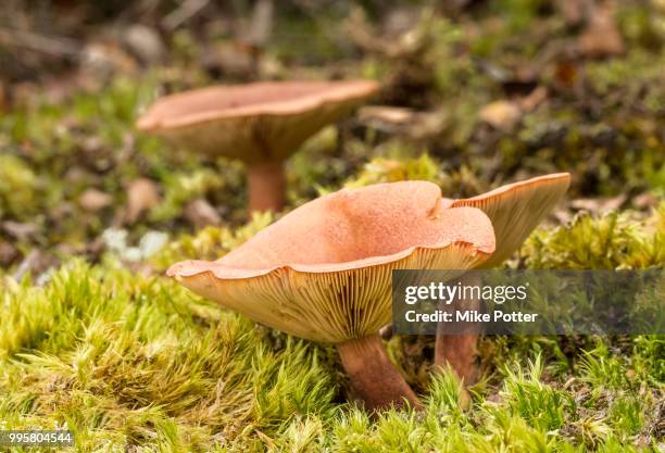 the common funnel toadstool - fungus gill stock pictures, royalty-free photos & images