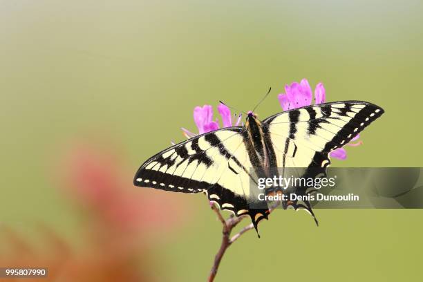 le papillon fleur. - papillon stock pictures, royalty-free photos & images