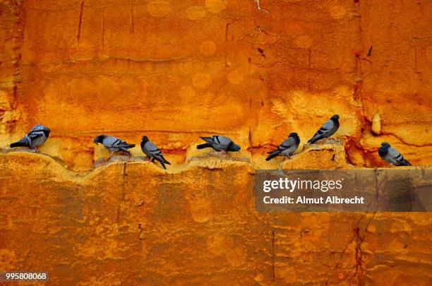 pigeons on a wall - almut albrecht stockfoto's en -beelden