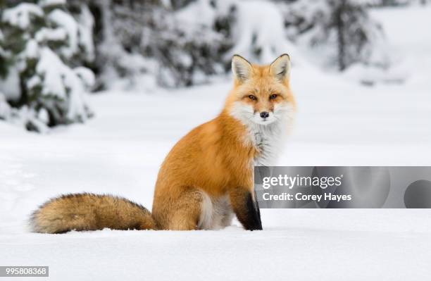 a fox sitting in the snow. - fox bildbanksfoton och bilder