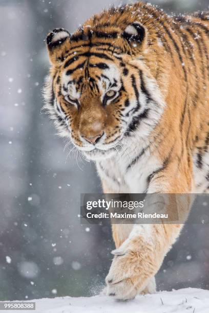 big cat - siberian tiger stock pictures, royalty-free photos & images