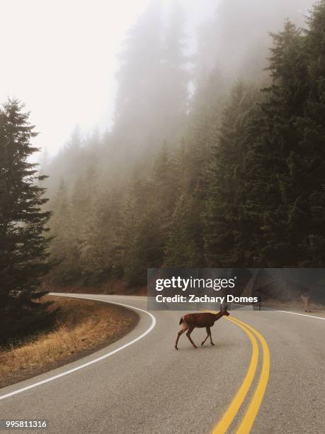 a deer crossing the road in a misty forest. - deer crossing stock pictures, royalty-free photos & images