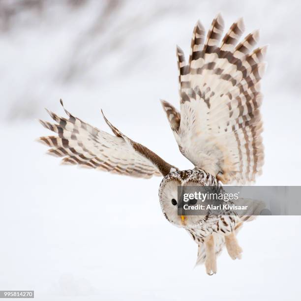 an ural owl in mid fight. - ural owl stock pictures, royalty-free photos & images