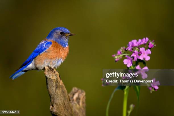 western bluebird male. - davenport stock pictures, royalty-free photos & images