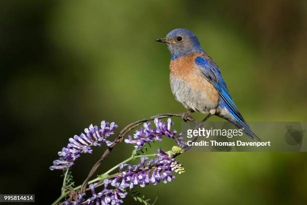 western bluebird male - davenport stock pictures, royalty-free photos & images