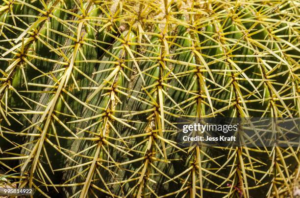 cactus closeup - golden barrel cactus stock pictures, royalty-free photos & images