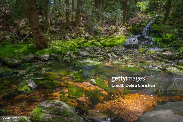 liquid amber - amber brooks stock pictures, royalty-free photos & images