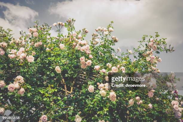 bush of beautiful roses in a garden - zagara foto e immagini stock