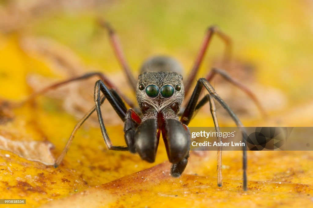 A ant mimicking jumping spider.
