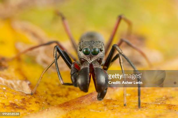 a ant mimicking jumping spider. - ant bites stock pictures, royalty-free photos & images