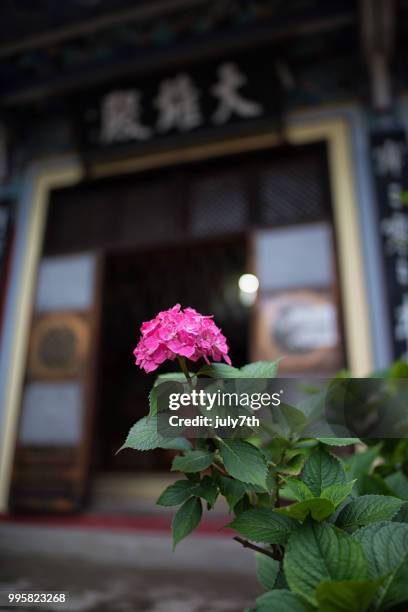 hydrangeas - july7th stock pictures, royalty-free photos & images