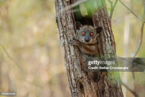 sportive lemur - bush baby stock pictures, royalty-free photos & images