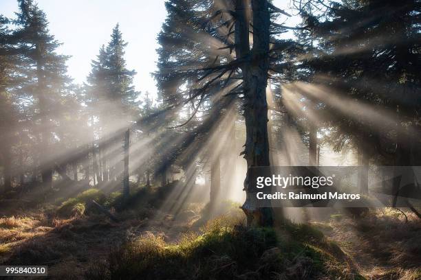 sun shining through forest trees - wald nebel stock-fotos und bilder