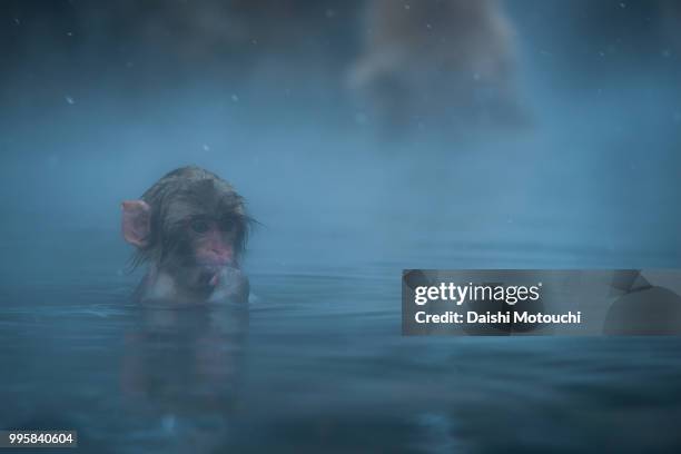 A monkey swimming in the sea.