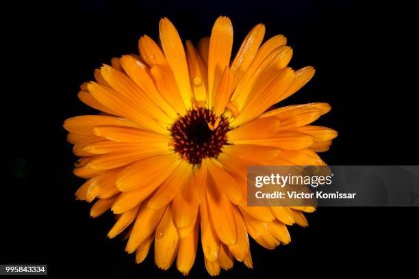 calendula flower after a rain - calendula stock pictures, royalty-free photos & images